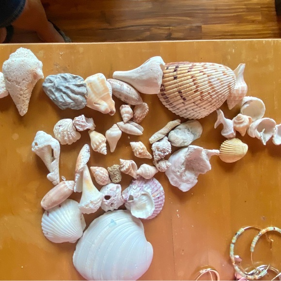 SANIBEL Shells (collected) Mixed Lots For Crafts - Picture 2 of 8